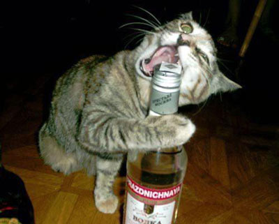 Cat opens bottle