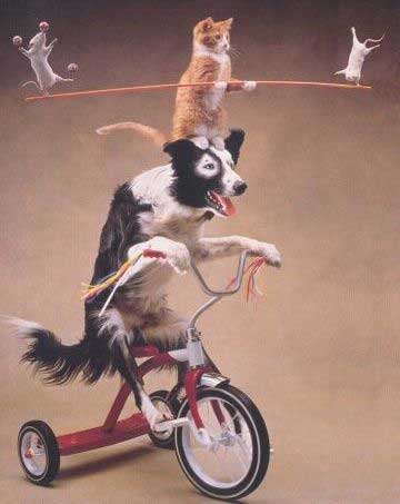 Cat and dog on a tricycle