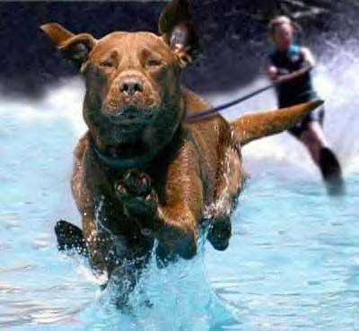 Dog water skiing