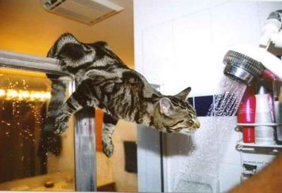 This is one cat that loves the shower, for all the wrong reasons.