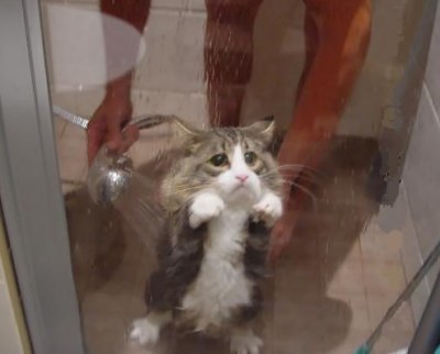 Kitten drinks in the shower